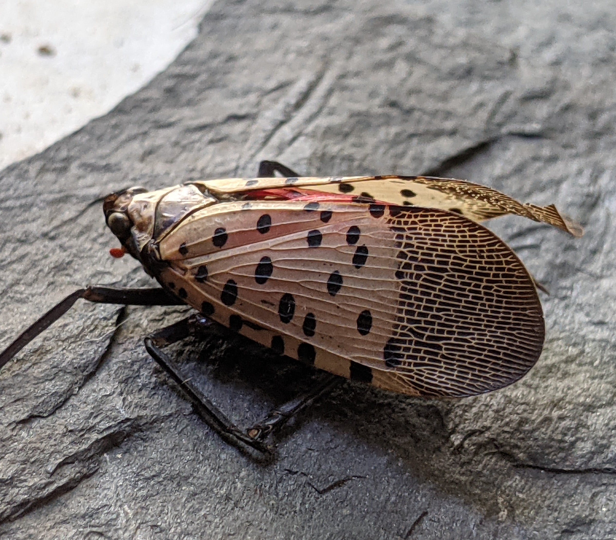 Forest Pests